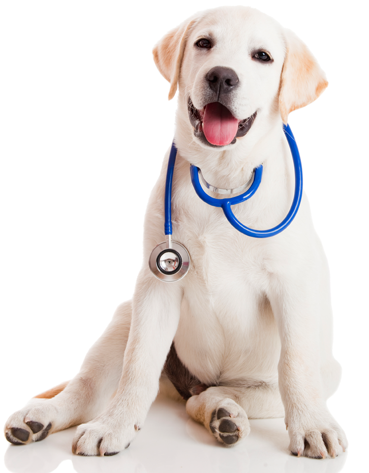 Animal Surgery and Advocacy Services